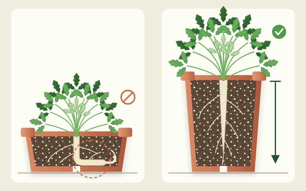 Side-by-side cutaways of a shallow pot and a deep pot, with a parsley taproot bent against the bottom of the shallow pot and straight in the deep one