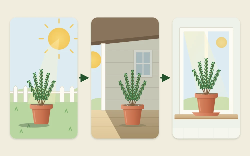 Three positions joined by arrows: a pot in full outdoor sun, the same pot on a shaded porch, and the pot on an indoor windowsill