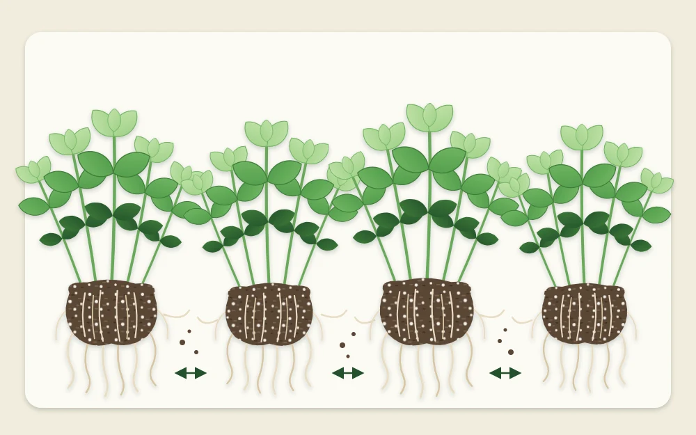 A dense root mass of many basil seedlings pulled gently apart into four clumps laid side by side in a row