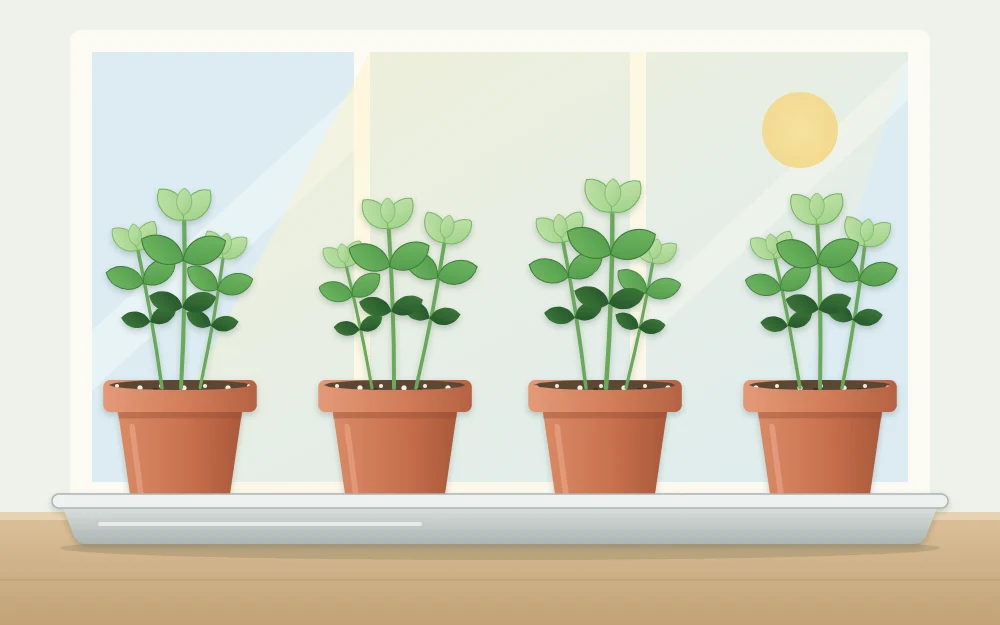 Four pots in a row on a tray by a window, each holding a small clump of basil seedlings with room around it