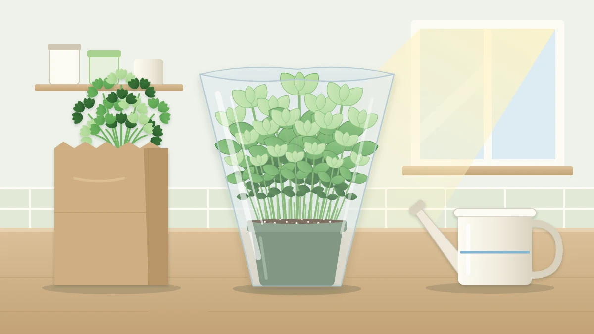 A crowded pot of basil with dozens of thin stems packed tightly together, wrapped in a plain clear sleeve on a kitchen counter
