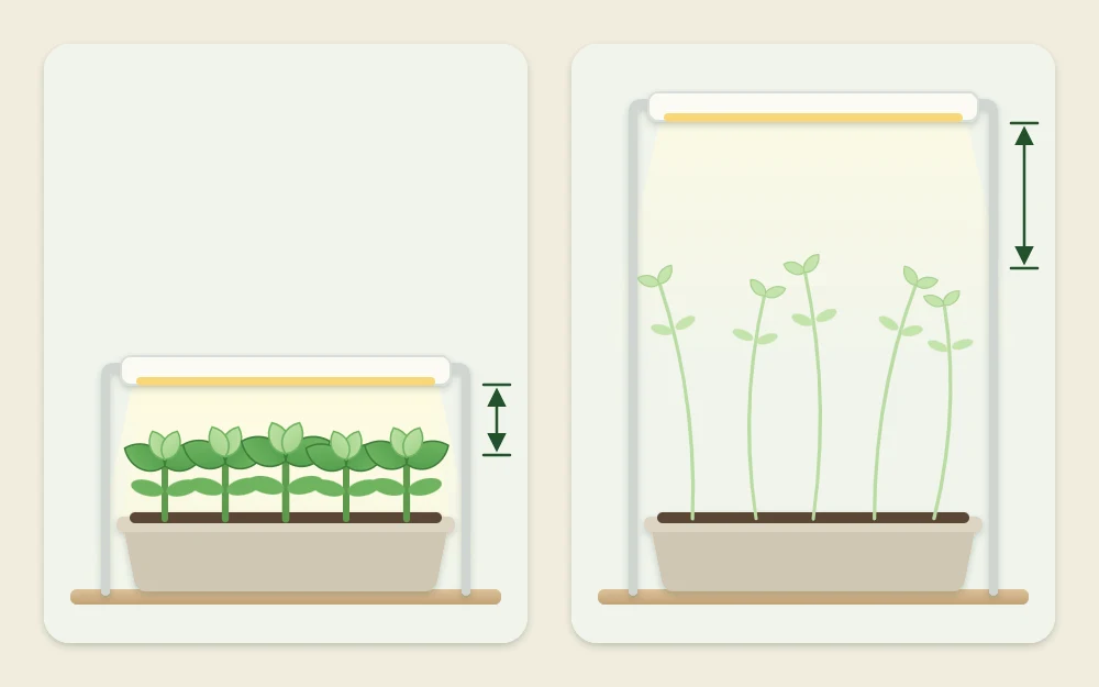Two setups compared: a lamp close above compact leafy seedlings and a lamp far above tall thin stretched seedlings