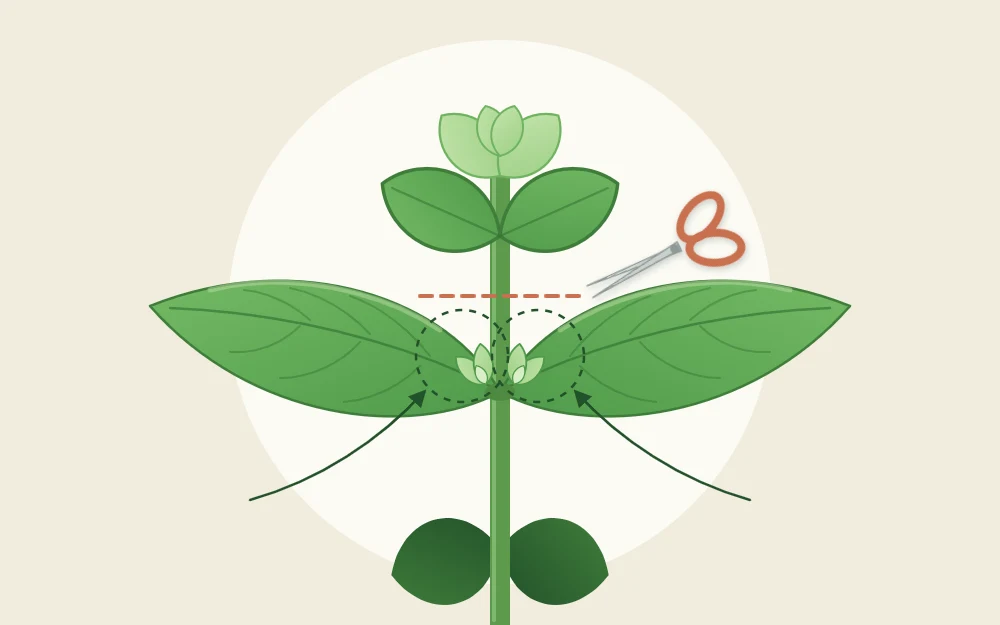 Close view of a basil stem tip with a pair of large leaves and two tiny new shoots in the leaf joints