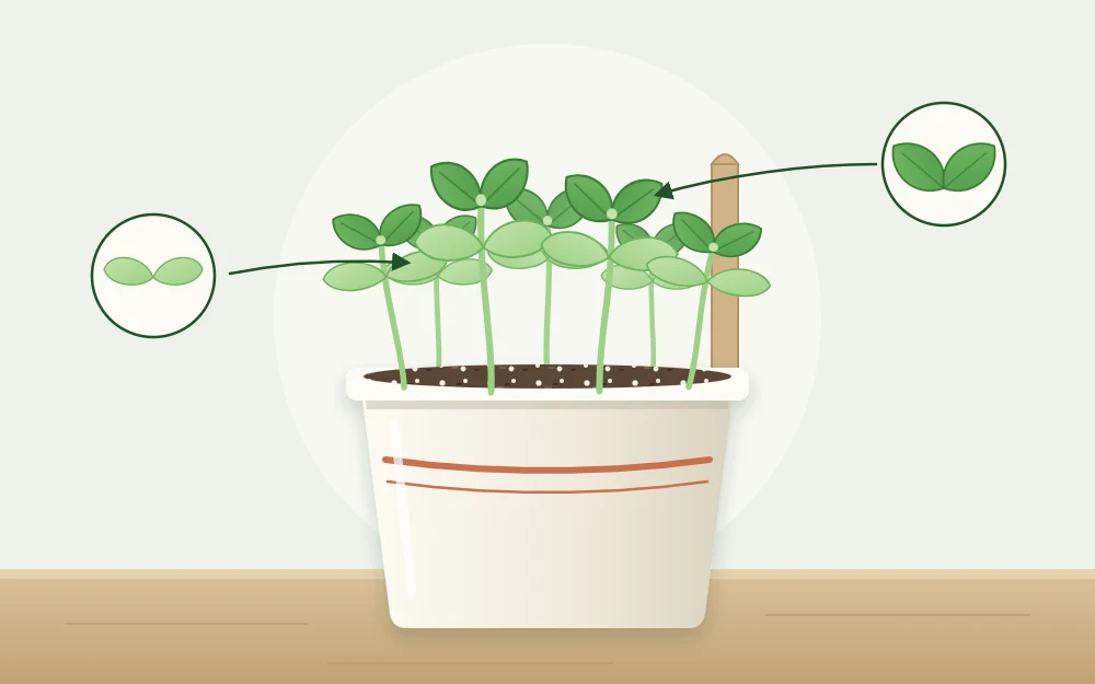 Small pot with a cluster of young basil seedlings, each with two rounded seed leaves and a first pair of true leaves