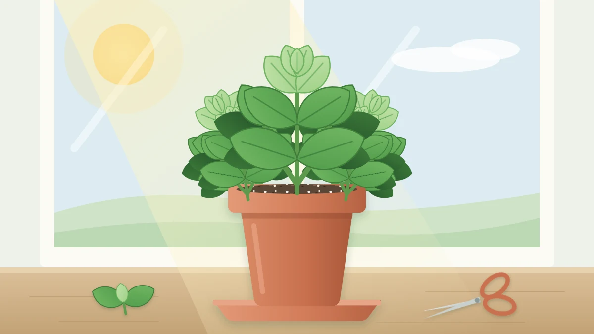 Lush bushy basil plant with broad glossy leaves in a terracotta pot on a sunny windowsill