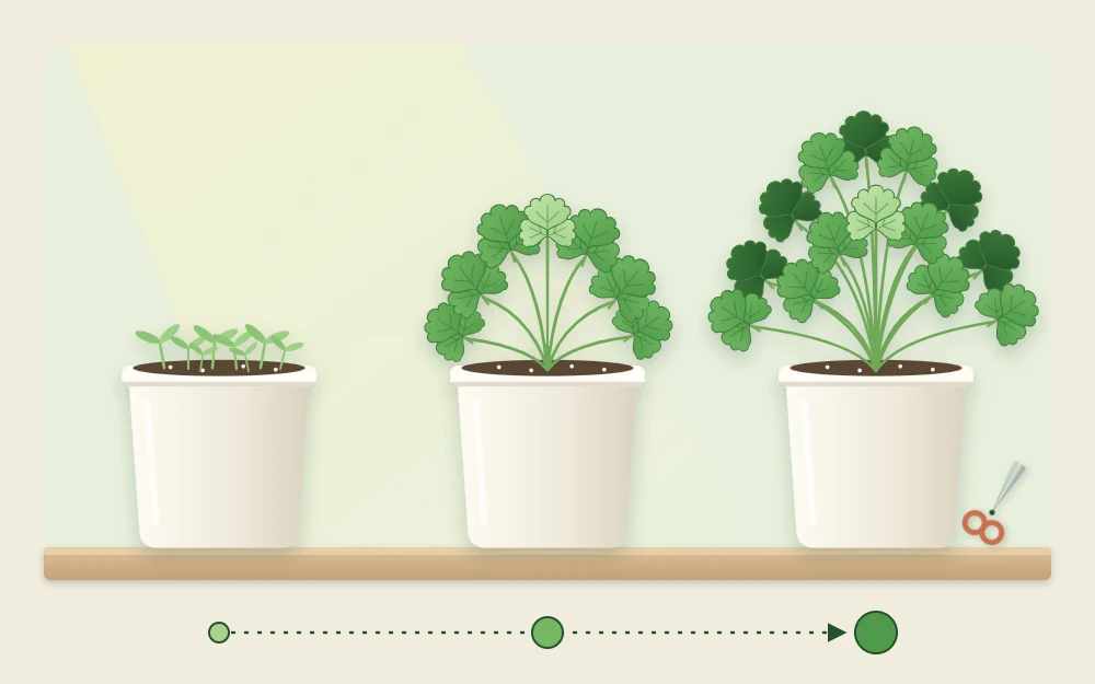 Three pots of cilantro in a row at different ages: tiny new seedlings, a half-grown leafy pot and a full pot ready to cut