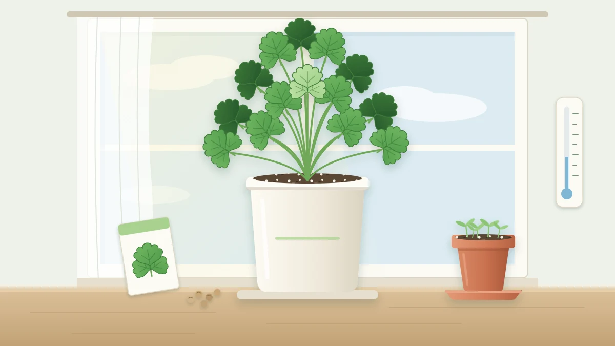 A pot of leafy cilantro with lobed flat leaves on slender stems in a deep cream pot beside a cool bright window