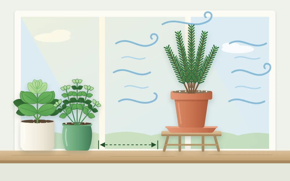 A rosemary pot on a small stand set apart from other pots on a windowsill, with curved lines suggesting moving air