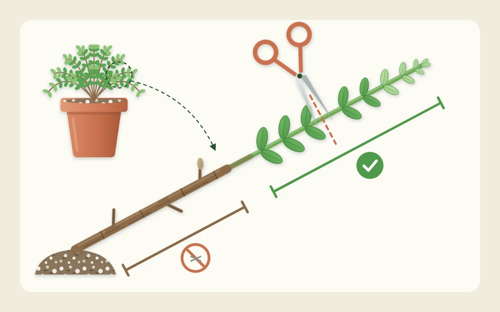 Close view of a thyme stem with a soft green leafy tip, a brown woody bare base and a small cut mark on the green part