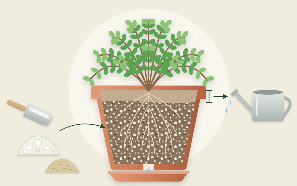 Cutaway of a terracotta pot of thyme in loose free-draining mix with white perlite, the top layer pale and dry