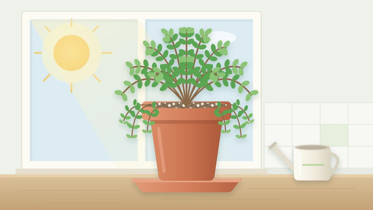 A low mounded thyme plant with tiny leaves on wiry stems trailing over the rim of a terracotta pot in bright sun