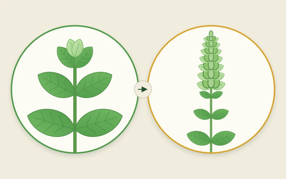 Two basil stem tips side by side, one with broad leaves and one ending in a tight green bud spike with small leaves