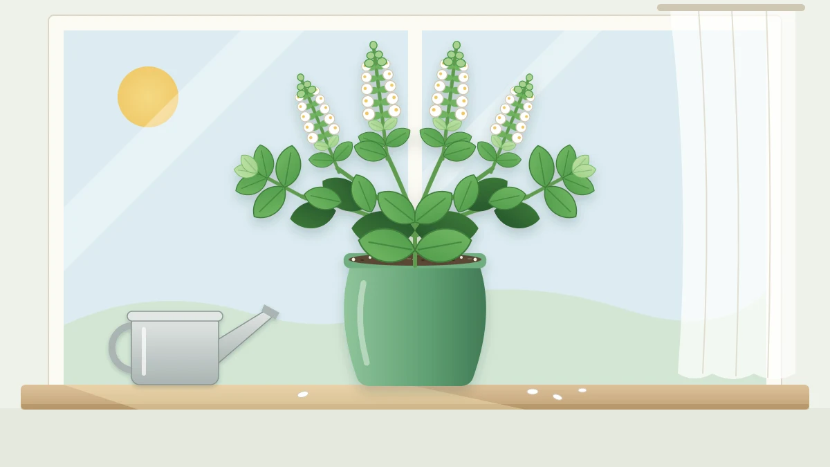 A potted basil plant on a windowsill with tall spikes of small white flowers rising above its leaves