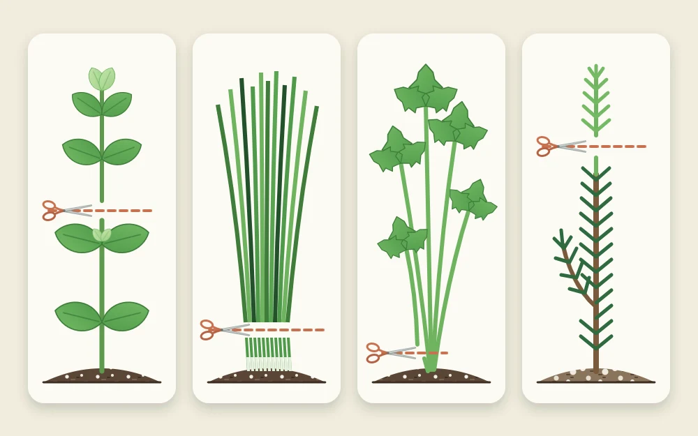 Four tiles: a branching stem cut above a leaf pair, a clump cut near the base, an outer stalk cut low, a woody sprig cut at its soft tip