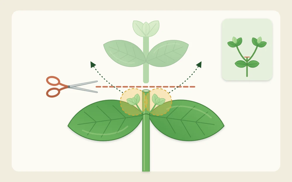 A basil stem with a cut line just above a leaf pair and the two small side shoots in the leaf joints growing outward