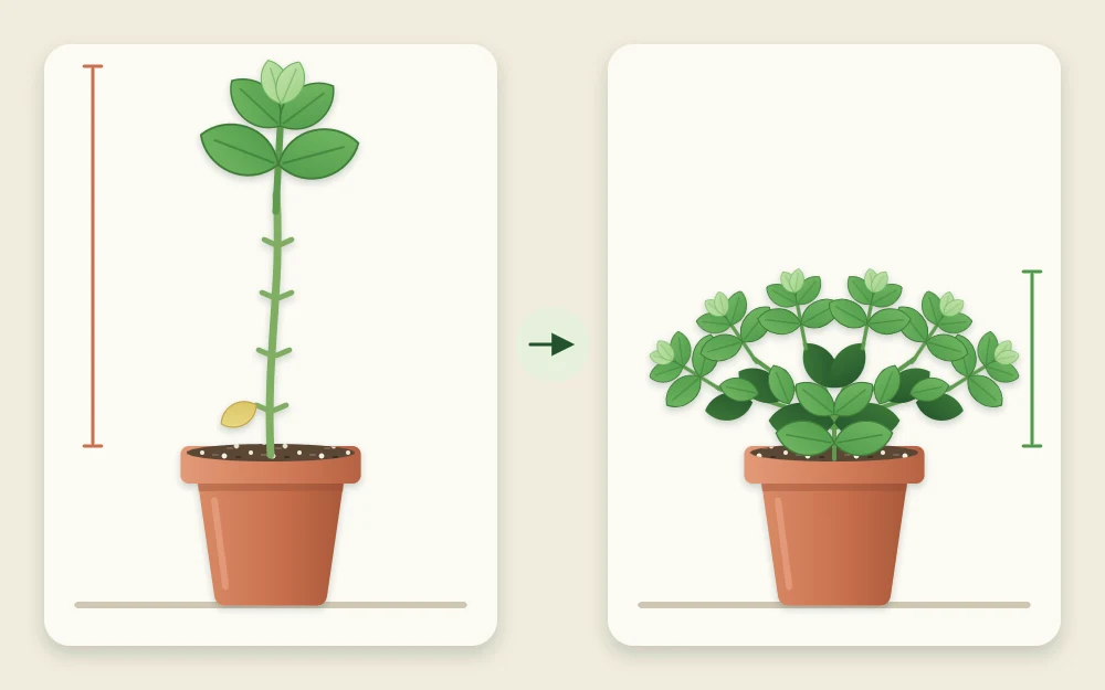 A tall single-stemmed basil with a tuft of leaves at the top beside a short, wide, branching basil plant
