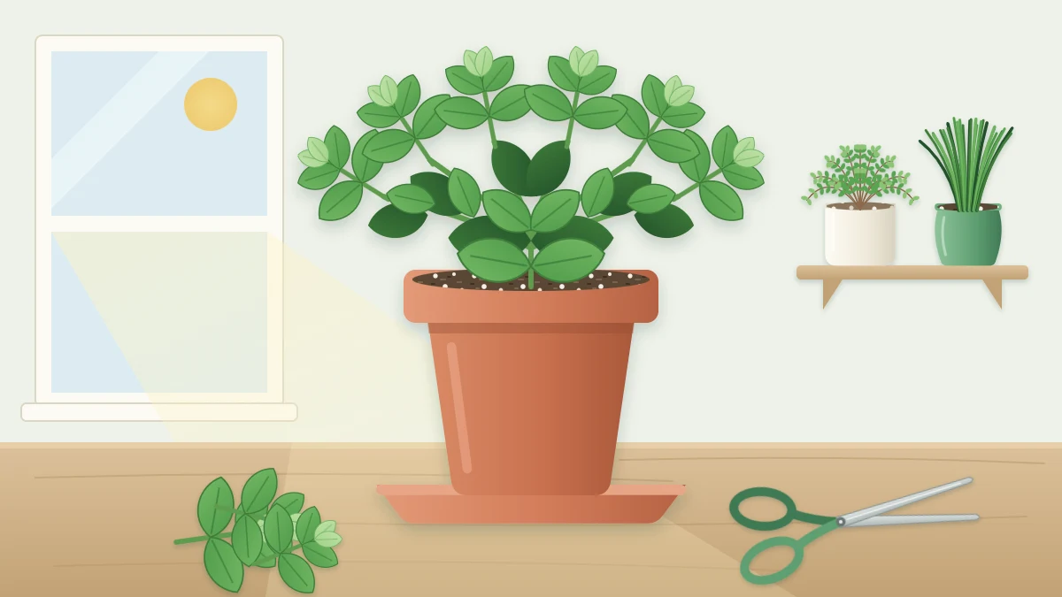 A bushy, many-branched basil plant in a terracotta pot with small scissors and a few cut tips lying on the table beside it
