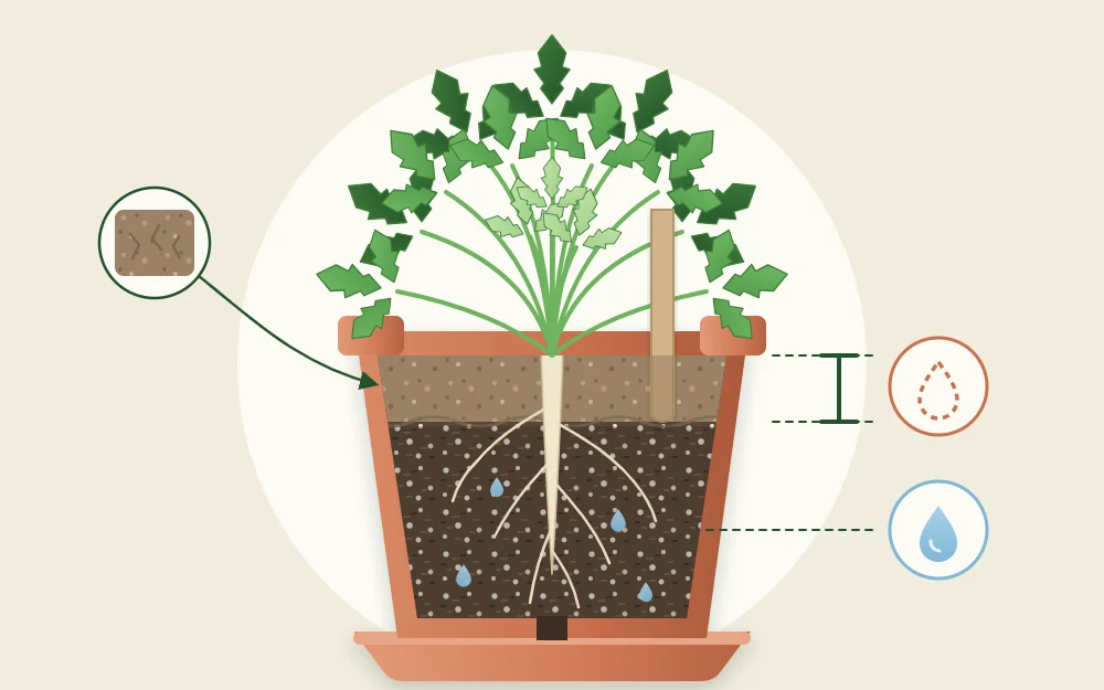 Cutaway side view of a pot of parsley with pale dry potting mix on top, darker moist mix below and a short marker line at the top
