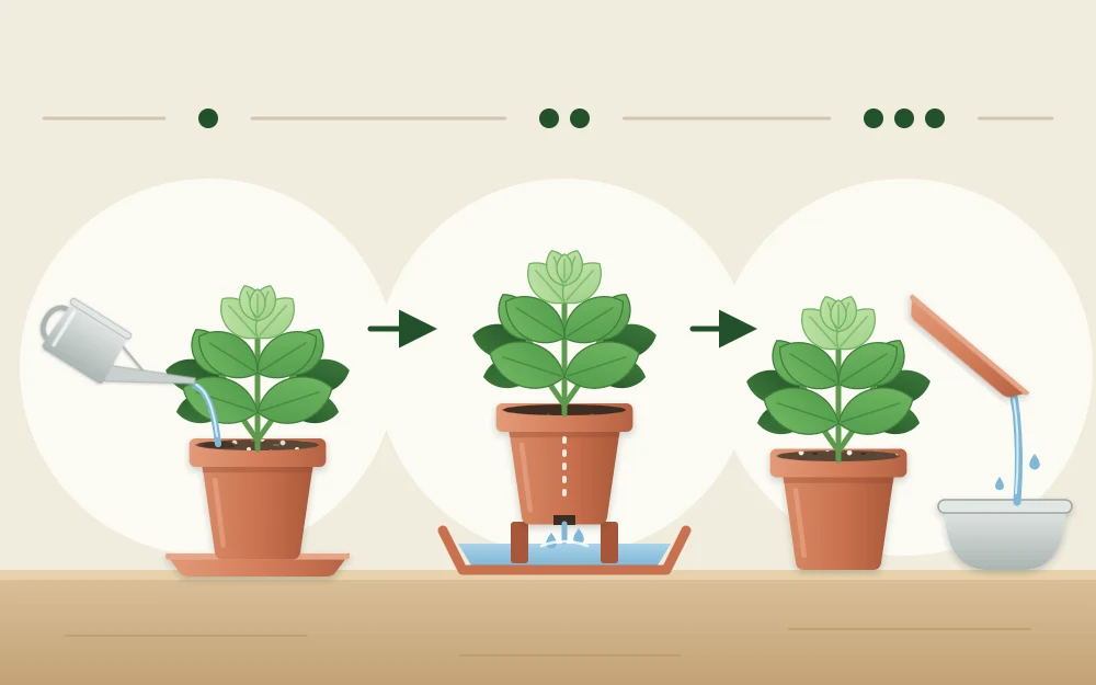 Three steps joined by arrows: water poured onto the soil of a potted herb, water dripping from the drainage hole into a saucer, and the saucer being emptied
