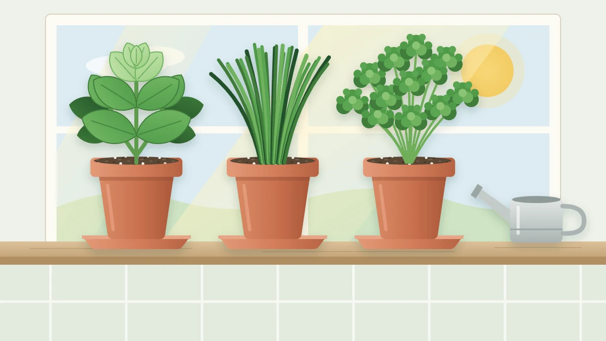 A sunny kitchen windowsill with potted basil, chives and curly parsley in terracotta pots beside a small watering can