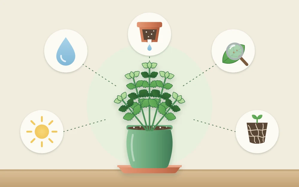 A potted herb surrounded by five icons: a sun, a water drop, a pot with a hole, a magnifying glass over a leaf and a root ball