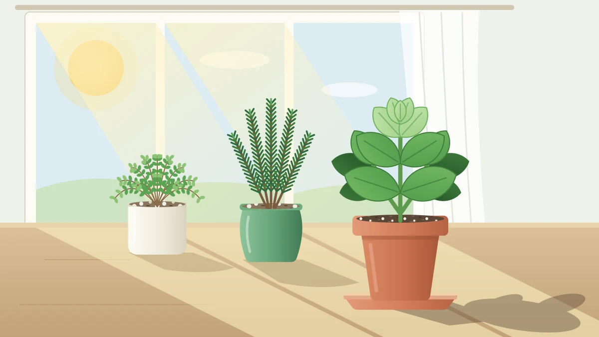 A large kitchen window with sunbeams falling across a sill of three potted herbs, the nearest casting a crisp shadow