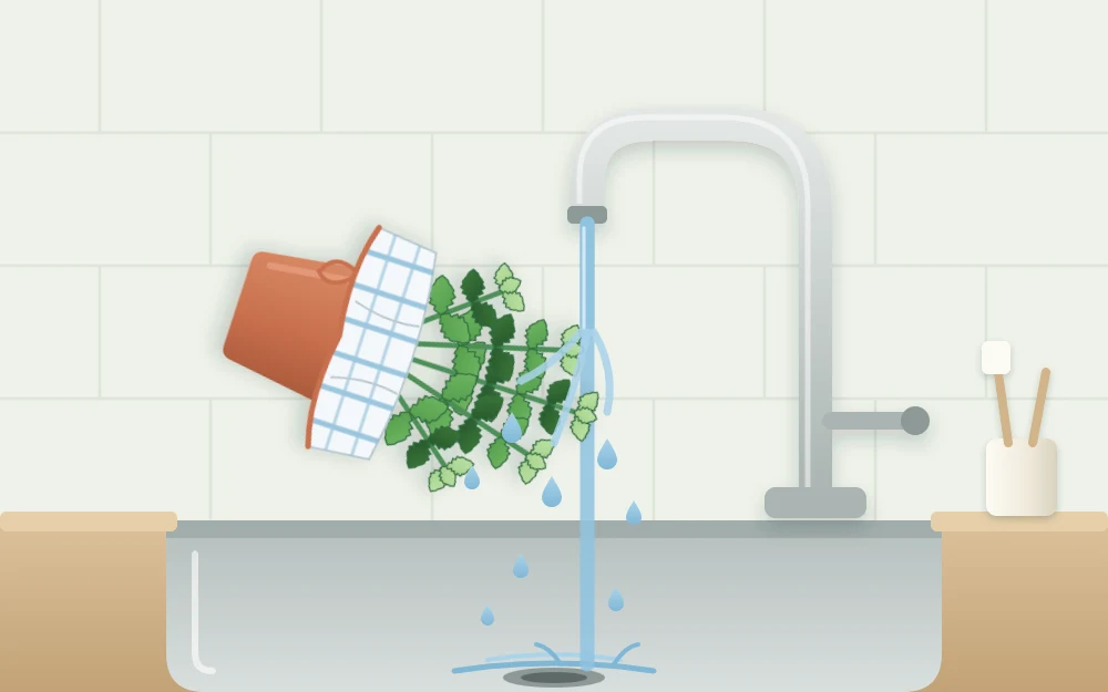 A potted herb tilted over a kitchen sink under a gentle stream of water, with a cloth covering the soil