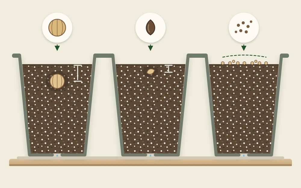 Cutaway of three cells showing a large seed buried below the surface, a medium seed just under it and tiny seeds resting on top