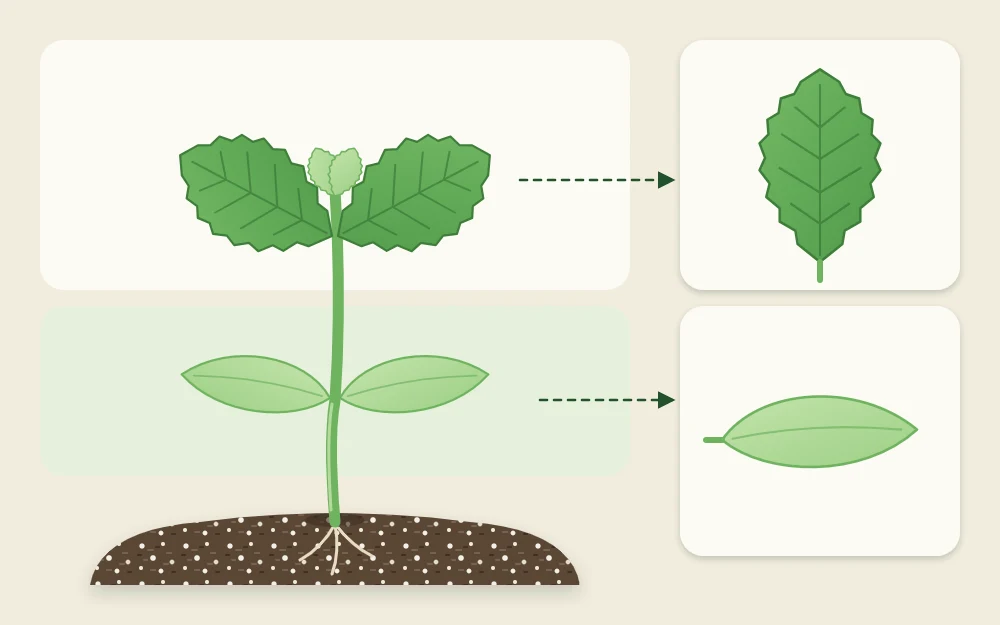 A single seedling with two smooth rounded seed leaves below and a first pair of toothed true leaves above