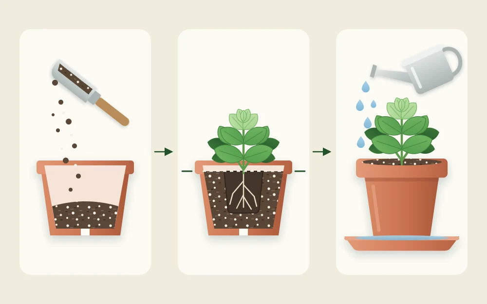 Three steps joined by arrows: a pot partly filled with mix, a young herb set in at soil level, and the finished pot being watered